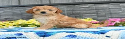 Mini Goldendoodle dogs for sale: Karabell  - Ad 4
