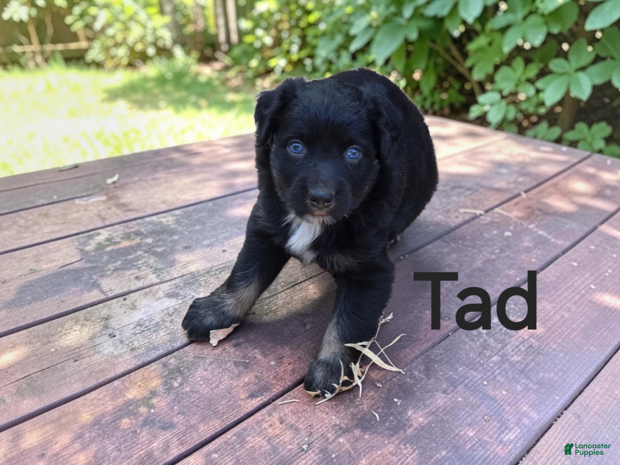 Australian Shepherd dogs Tad - Ad 36