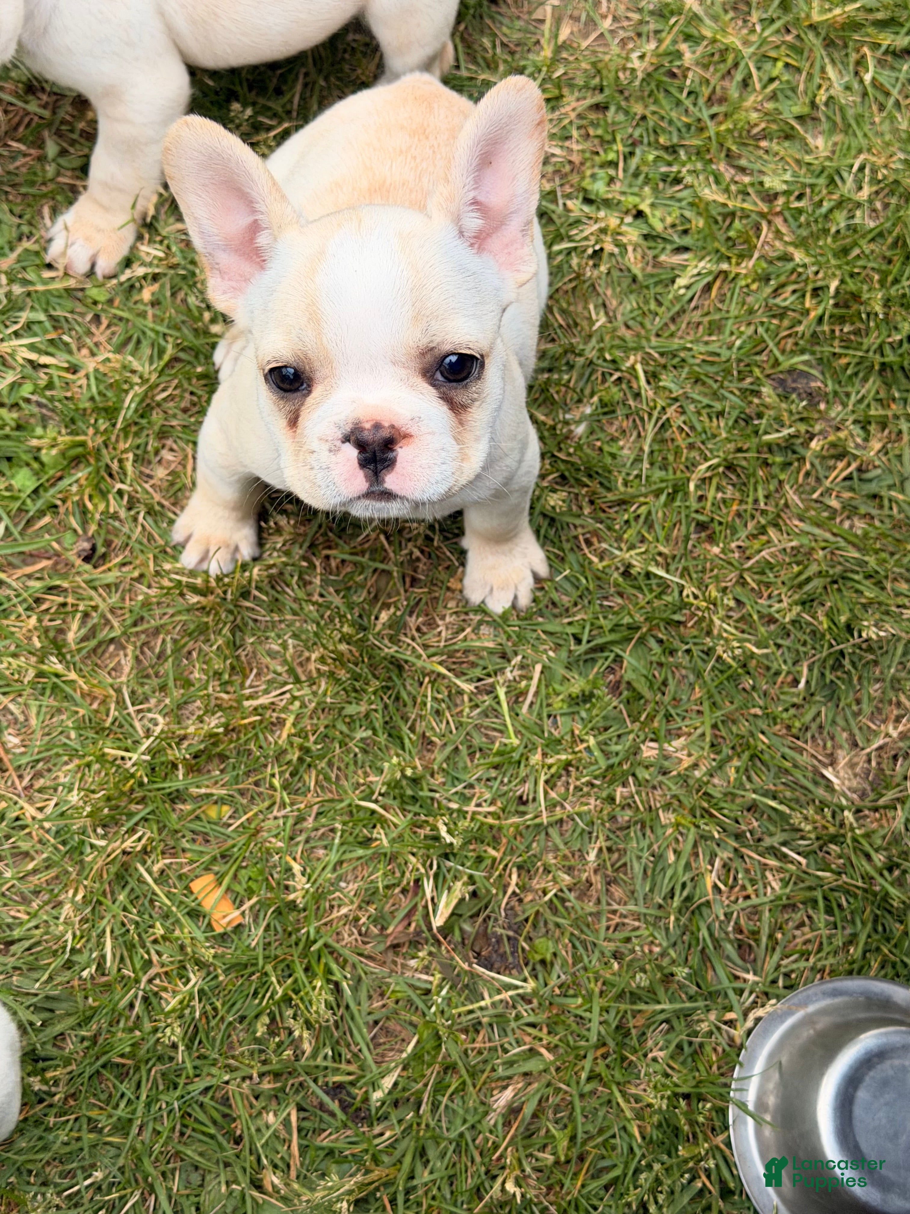 French Bulldog dogs Princess Puppy 2 - Ad 2