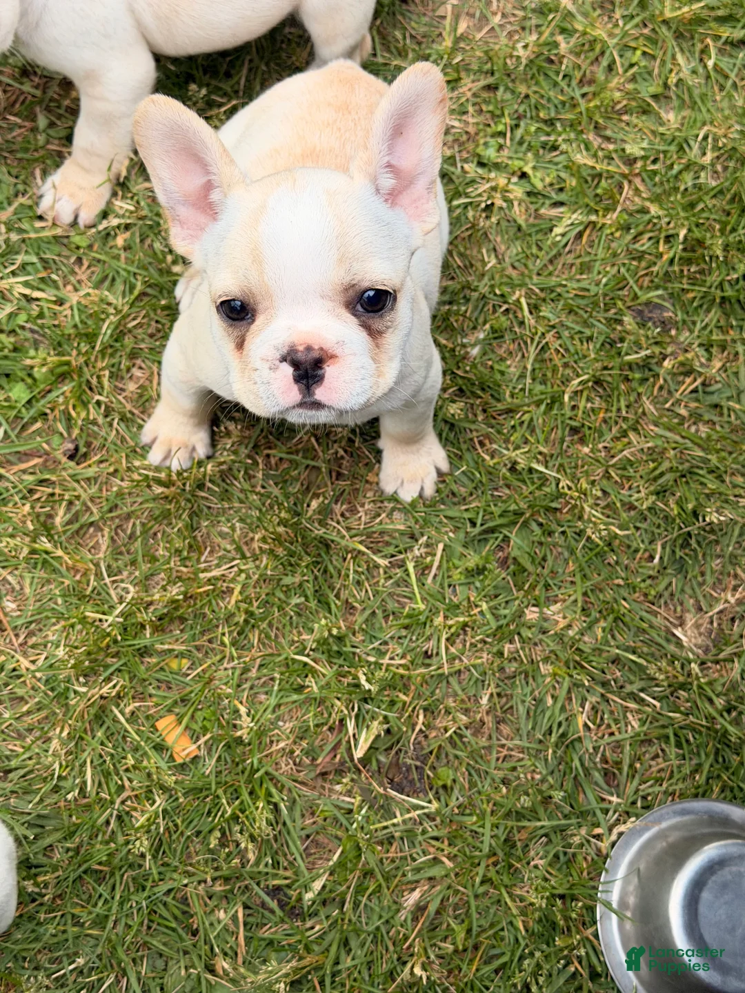 French Bulldog dogs for sale: Princess Puppy 2 - Ad 2