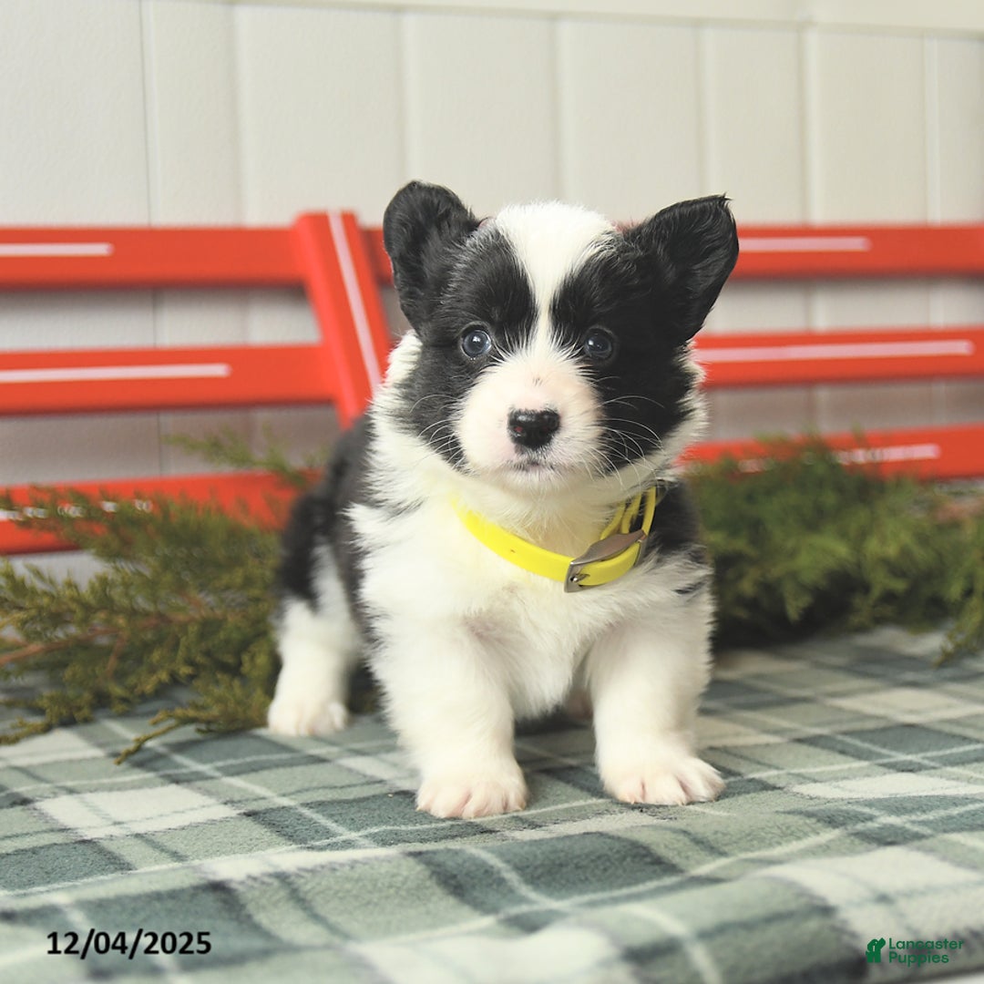 Welsh Corgi Pembroke dogs for sale: Flurry - Ad 5