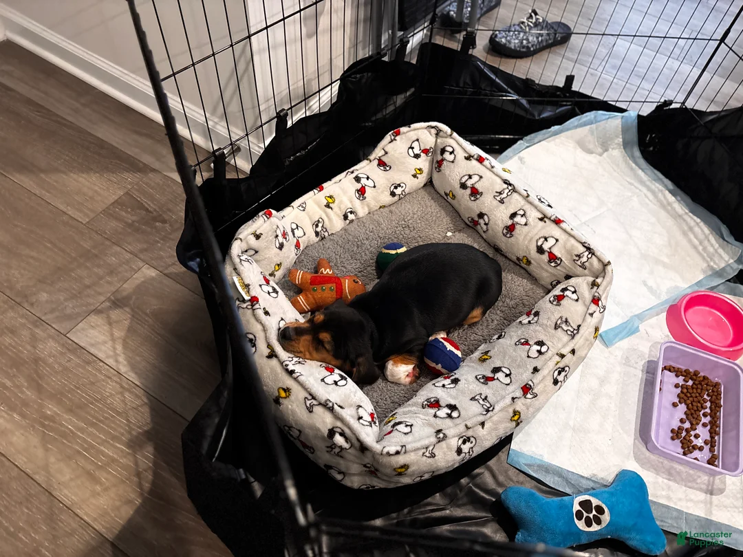 Beagle dogs for sale: Bubba - Ad 4