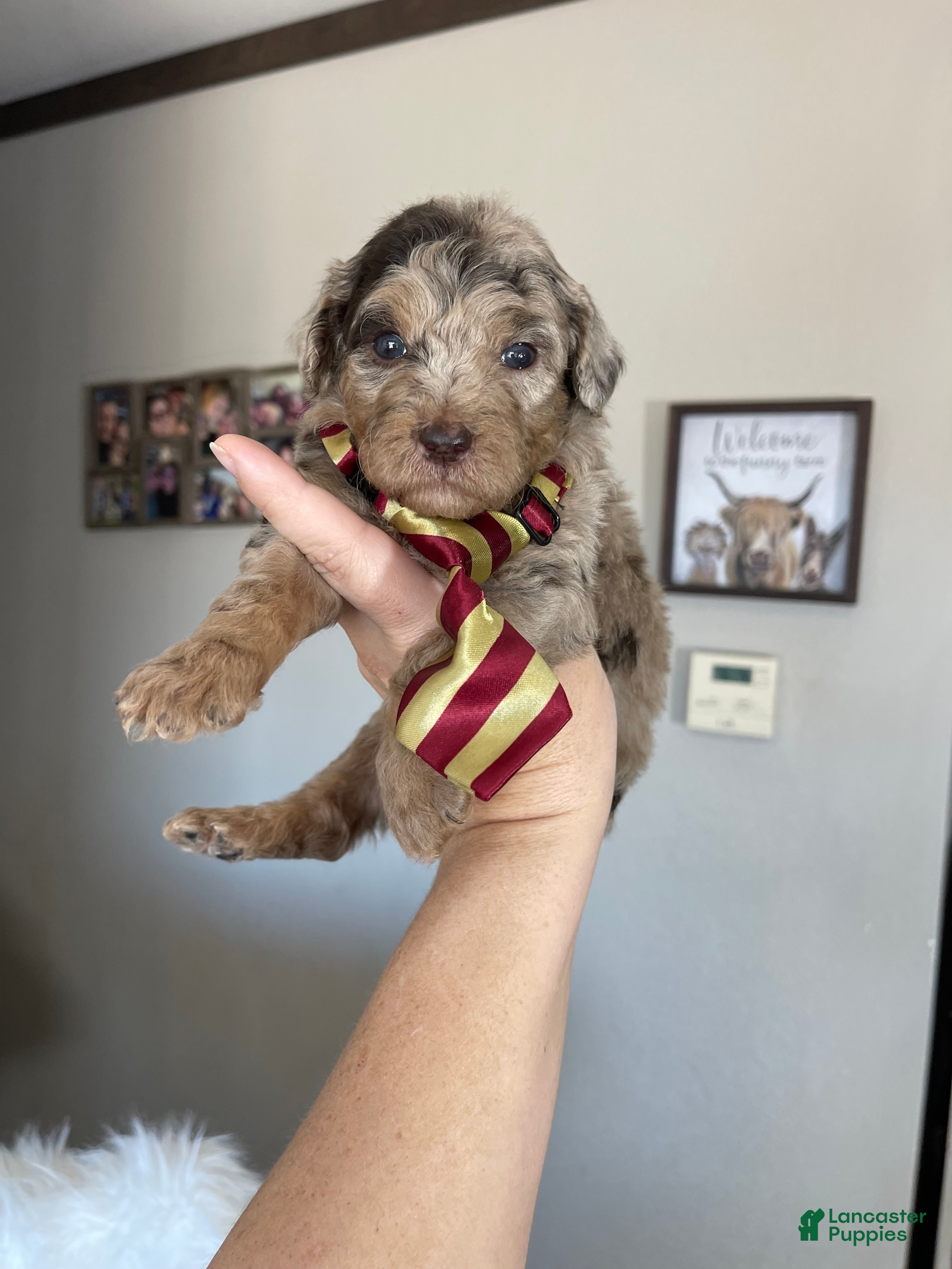 Miniature Poodle dogs Akc Chocolate Phantom Merle - Ad 16