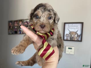 Miniature Poodle dogs Akc Chocolate Phantom Merle - Ad 3