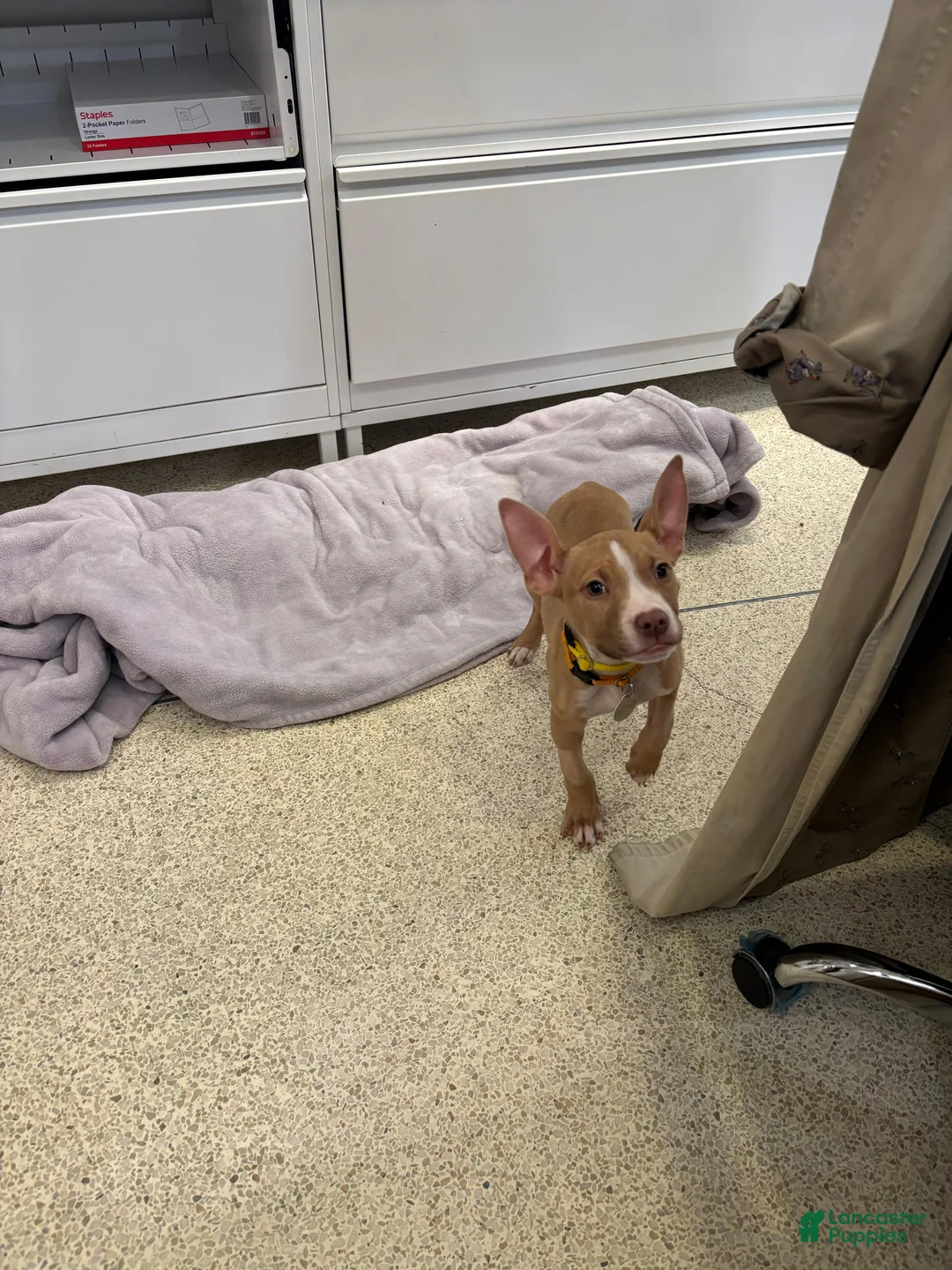 American Pit Bull Terrier dogs for sale: American Pit Bull Terrier Puppy 1 - Ad 9