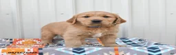 Golden Retriever dogs for sale: Griffin - Ad 3