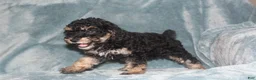 Miniature Poodle dogs for sale: Sherry - Ad 4