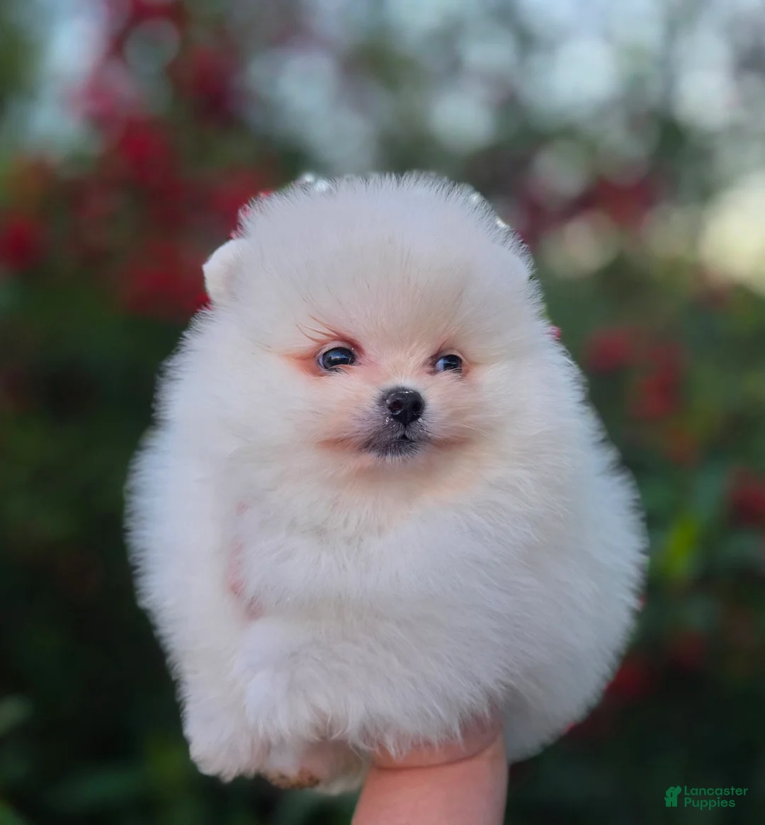 Pomeranian dogs for sale: Gabriel  - Ad 6
