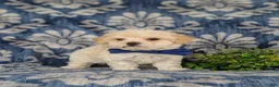 Maltipoo dogs for sale: Laim 7 lbs Full Grown - Ad 8
