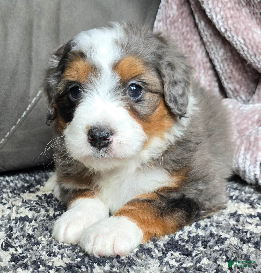 Mini Bernedoodle dogs for sale: Mini Alfie - Ad 18