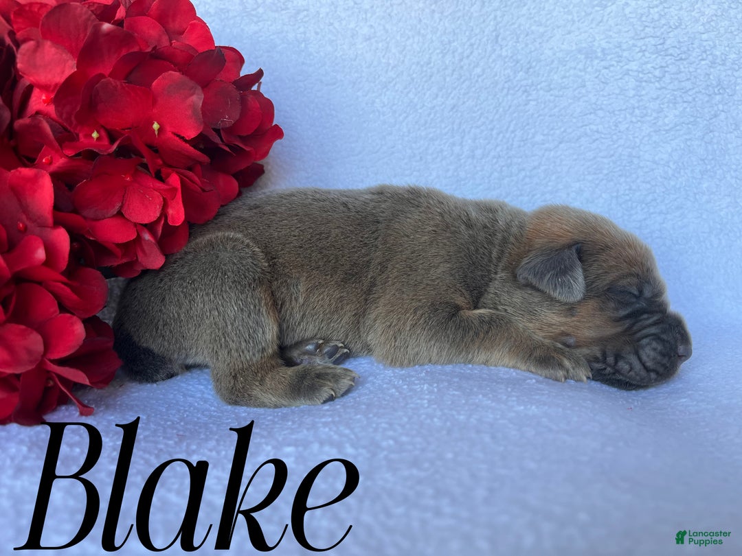 Cane Corso dogs for sale: Blake - Ad 1