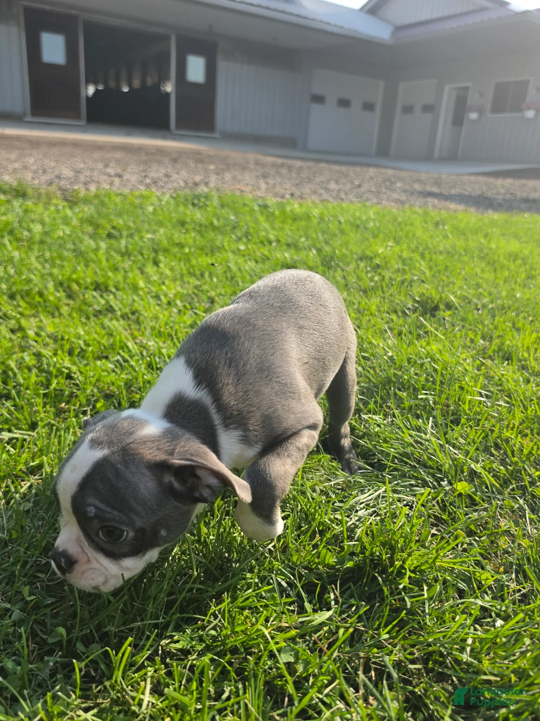 Boston Terrier dogs for sale: Boston Terrier Female 3 - Ad 3