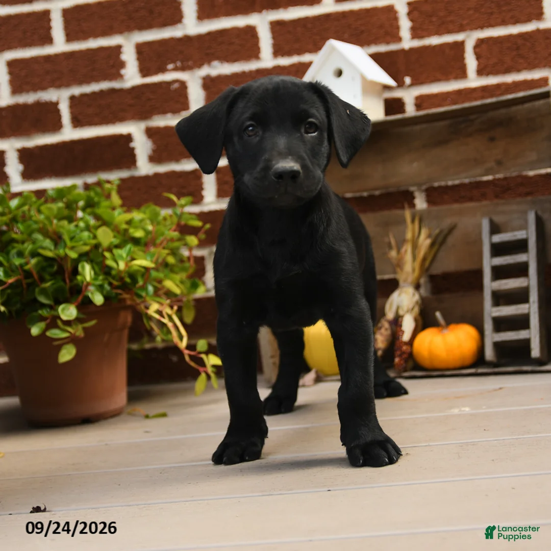 Labrador Retriever dogs for sale: Pickles - Ad 3