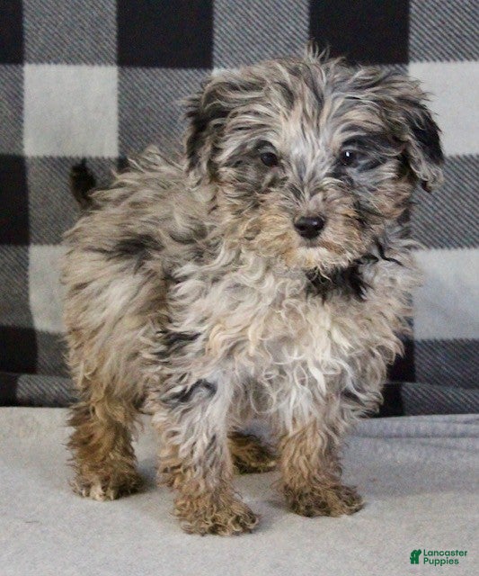 Mixed Breed dogs Baxter - Ad 2