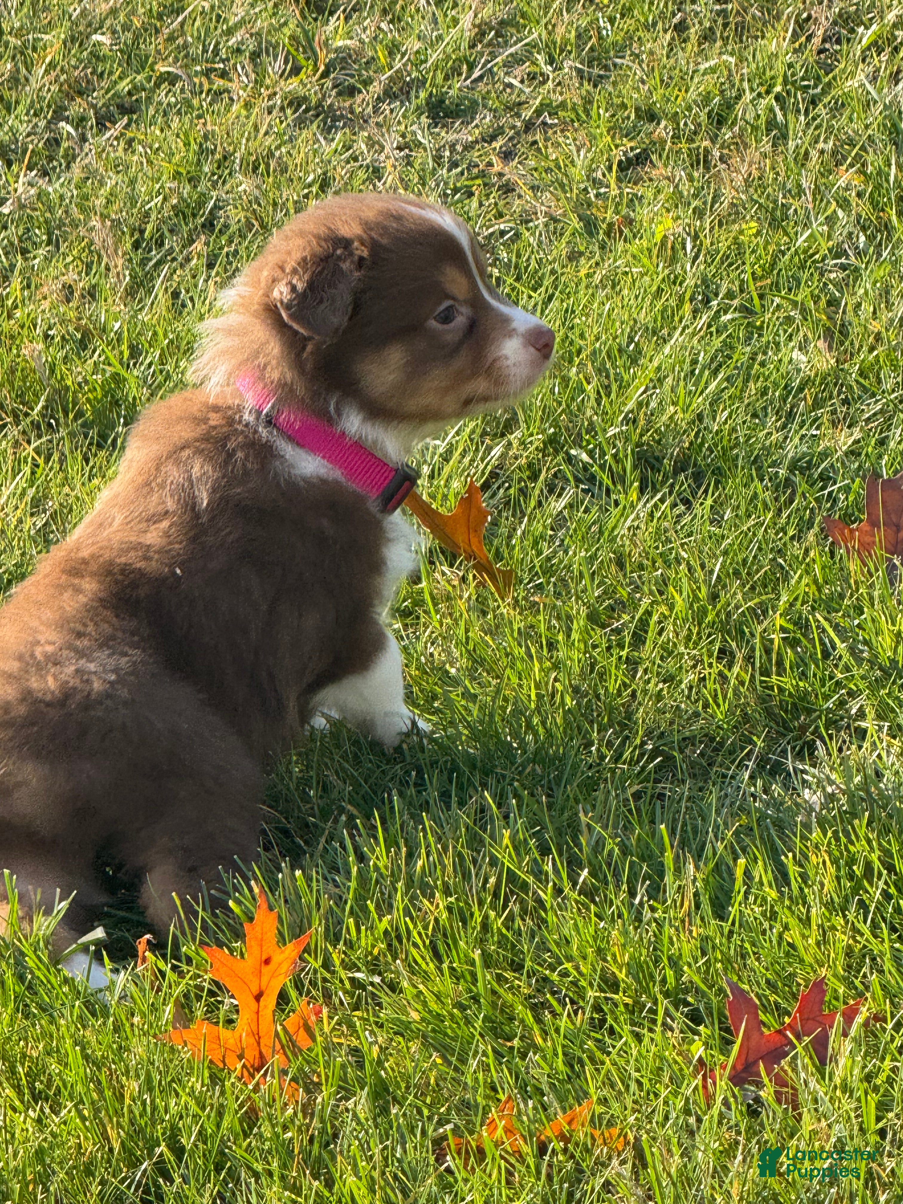 Australian Shepherd dogs Australian Shepherd Puppy 4 -Last One Available - Ad 15