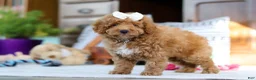 Miniature Poodle dogs for sale: Lorene - Ad 6