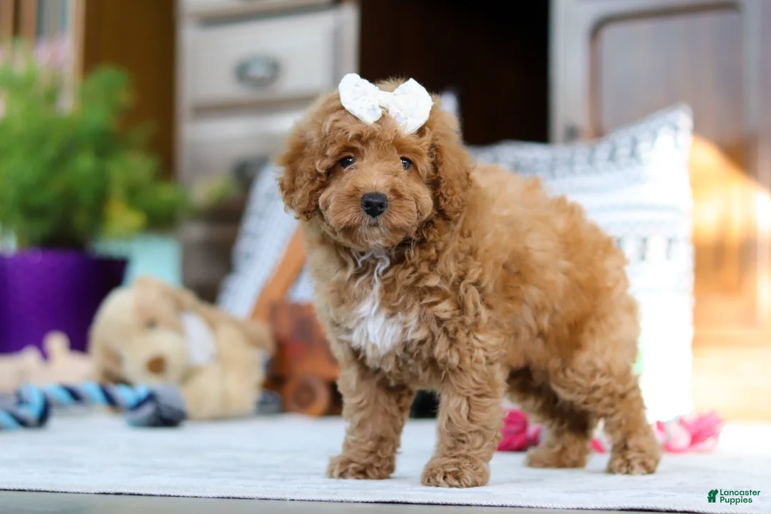 Miniature Poodle dogs for sale: Lorene - Ad 6