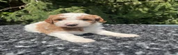 Mini Goldendoodle dogs for sale: Russel - Ad 8