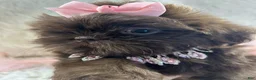 Shih Tzu dogs for sale: Coco  - Ad 11