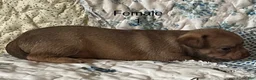 Chiweenie dogs for sale: Chiweenie 6 - Ad 17