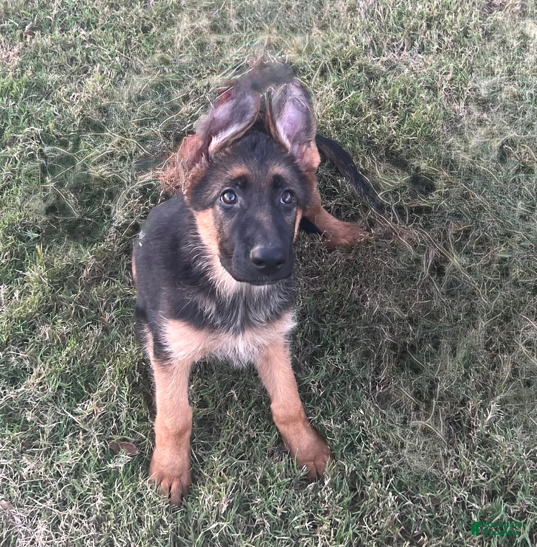 German Shepherd dogs Nala  - Ad 18