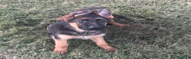 Nala 