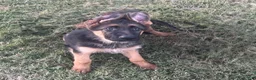 German Shepherd dogs for sale: Nala  - Ad 1