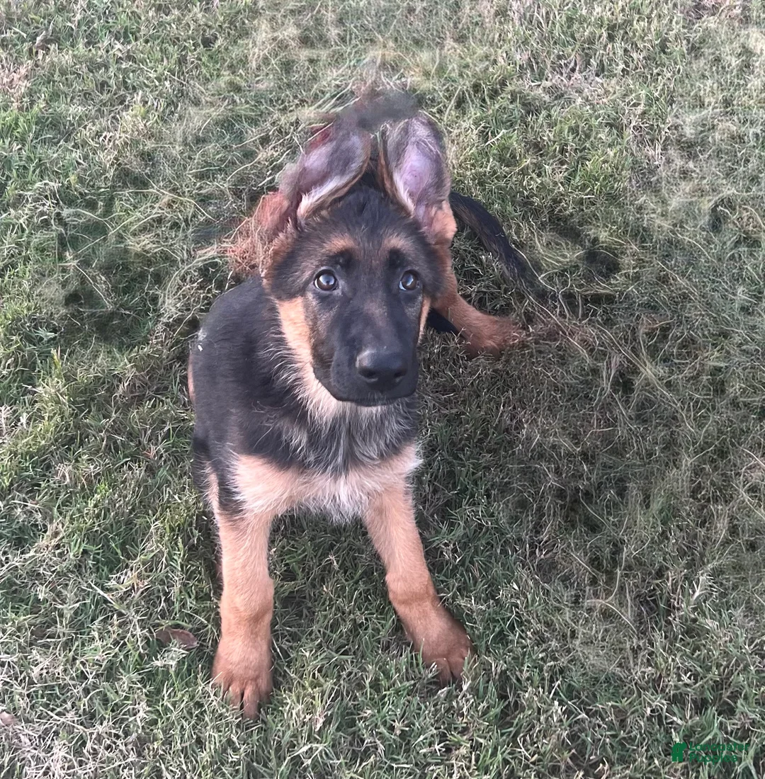 German Shepherd dogs for sale: Nala  - Ad 1