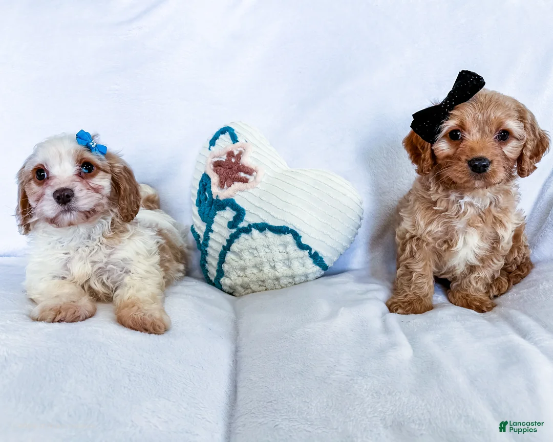 Cavapoo dogs for sale: Kuddles - Ad 8