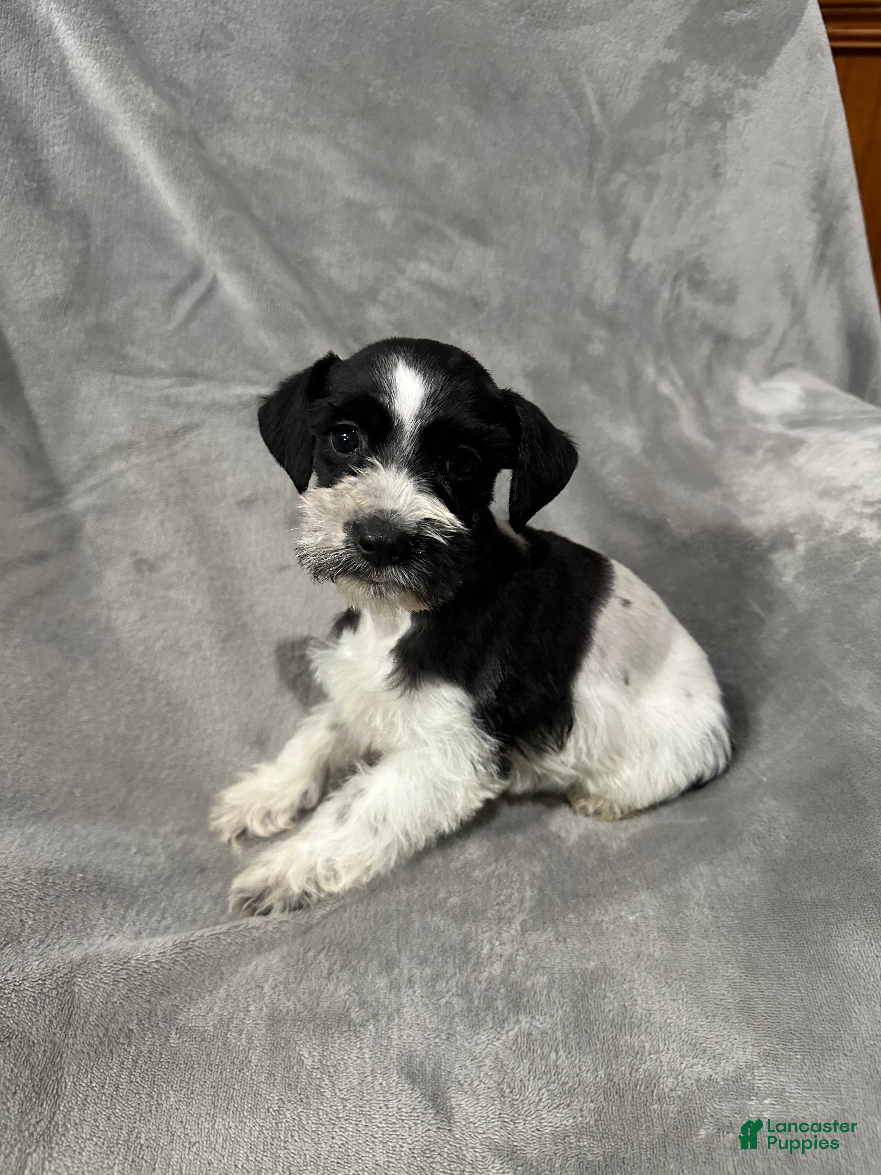 Miniature Schnauzer dogs for sale: Stella  - Ad 13