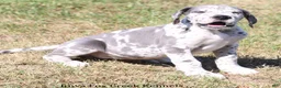 Great Dane dogs for sale: Shakira - Ad 6
