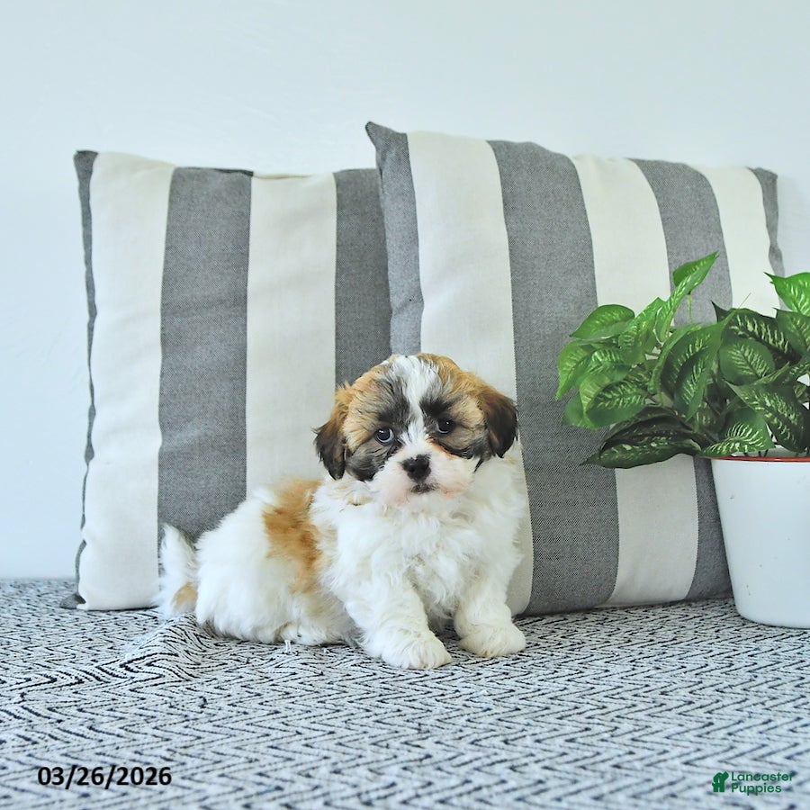 Teddy Bear dogs Mason - Ad 1