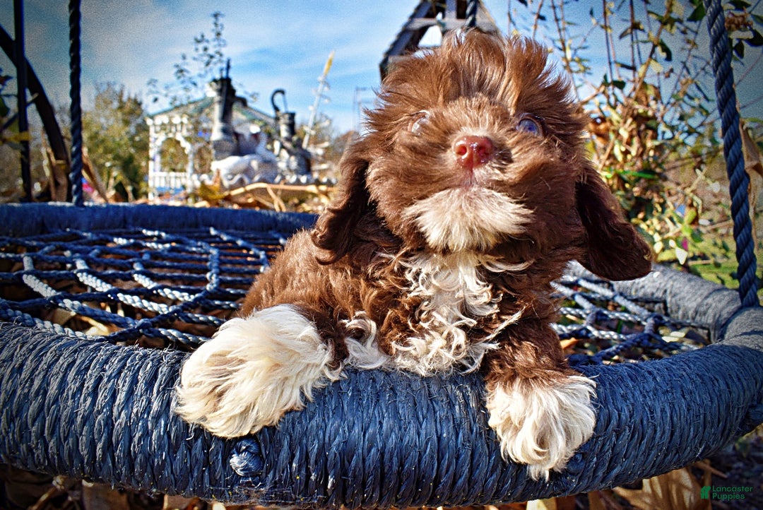 Havapoo dogs for sale: Ozzie - Ad 2