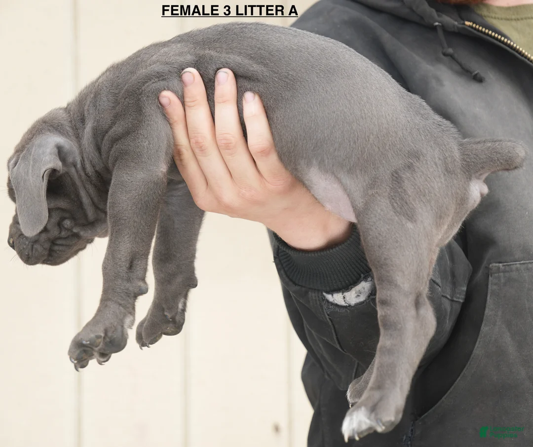 Cane Corso dogs for sale: Female 3 Litter A - Ad 2