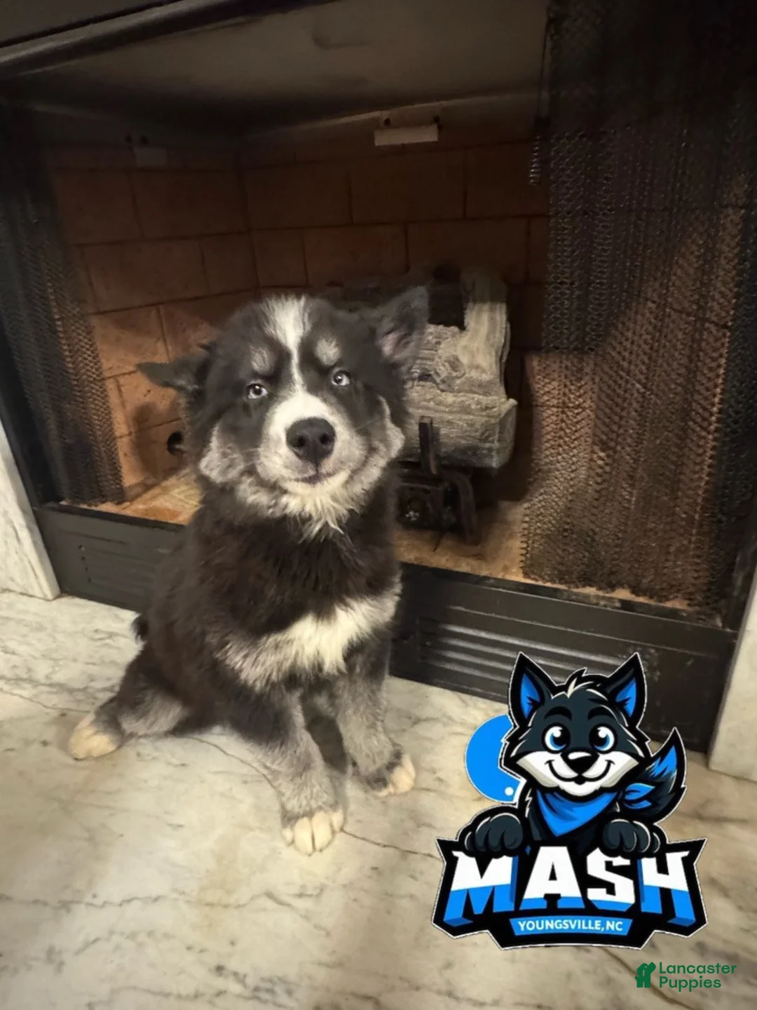 Siberian Husky dogs for sale: Chestnut - Ad 1