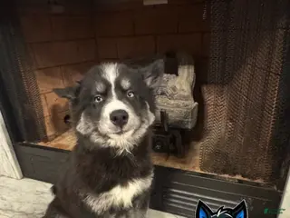 Siberian Husky dogs Siberian Husky Male 2 - Ad 24