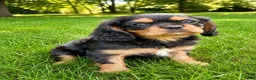Cavalier King Charles Spaniel dogs for sale: Cavalier King Charles Spaniel (Millie) - Ad 4