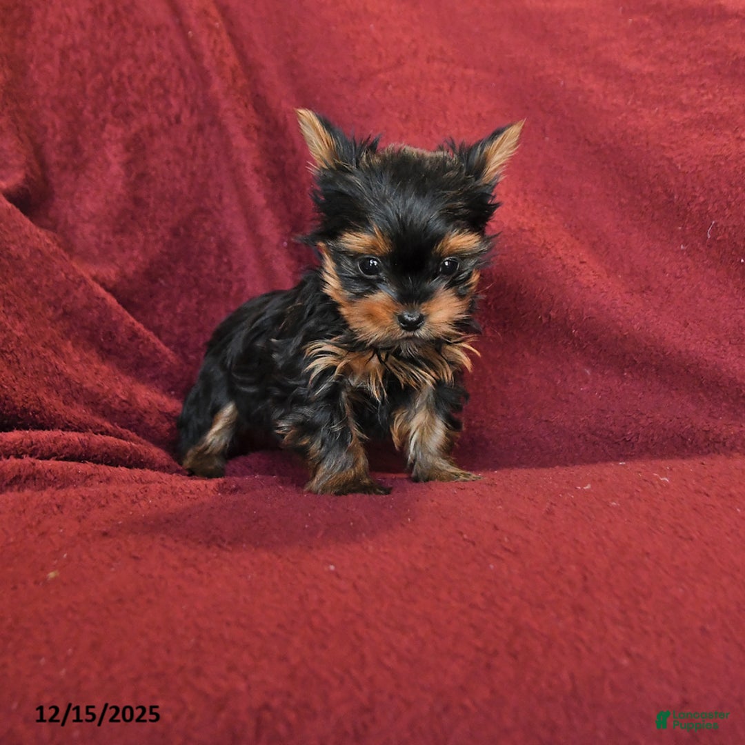 Yorkshire Terrier dogs for sale: Jake - Ad 1