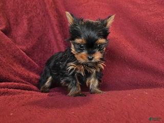 Yorkshire Terrier dogs Jake - Ad 11