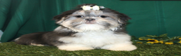 Shih Tzu dogs for sale: Tinker - Ad 5