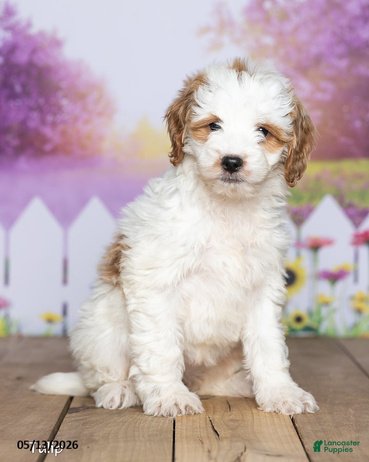 Mini Goldendoodle dogs for sale: Tulip - Ad 1