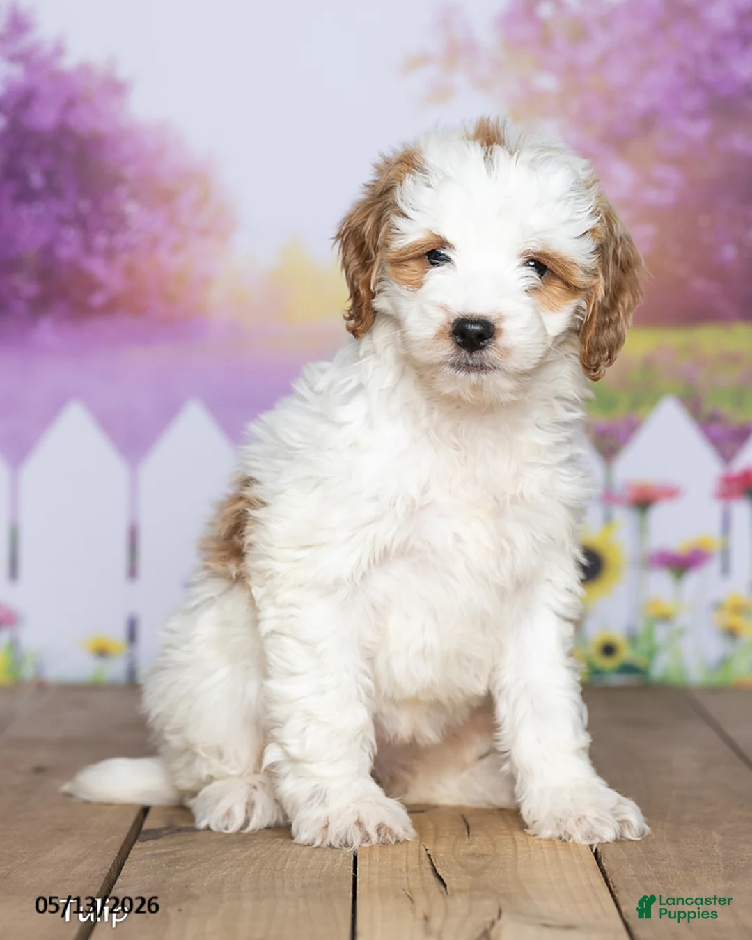 Mini Goldendoodle dogs for sale: Tulip - Ad 1