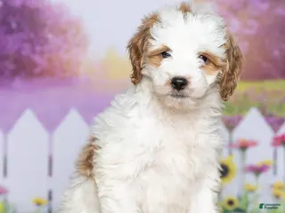 Mini Goldendoodle dogs for sale: Tulip - Ad 1