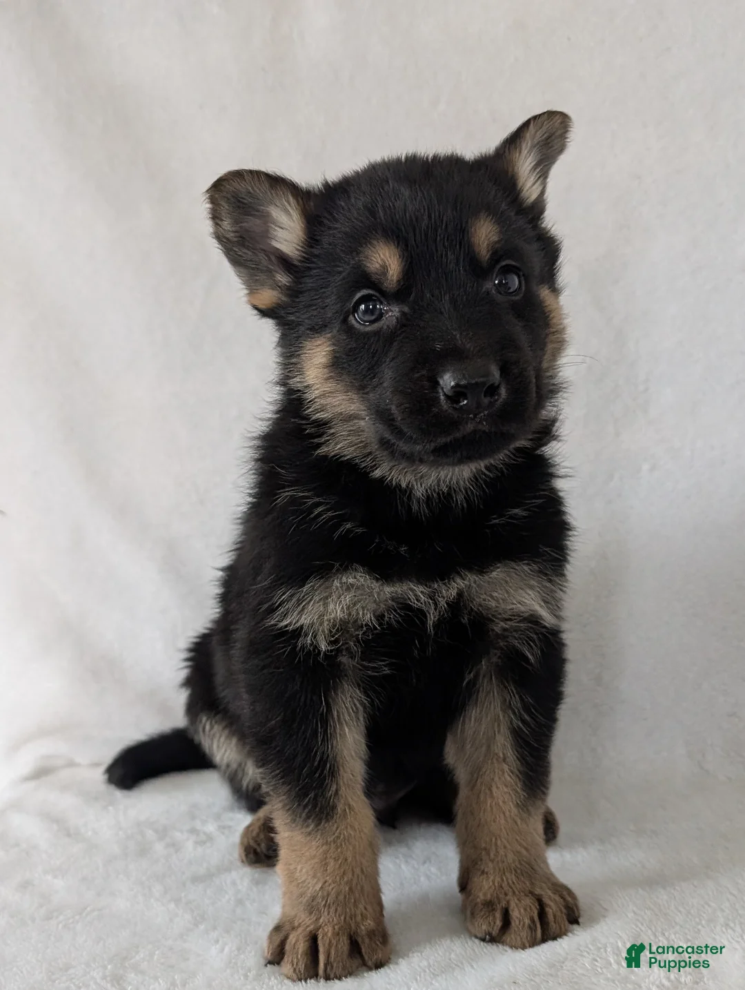 German Shepherd dogs for sale: Dillon  - Ad 7