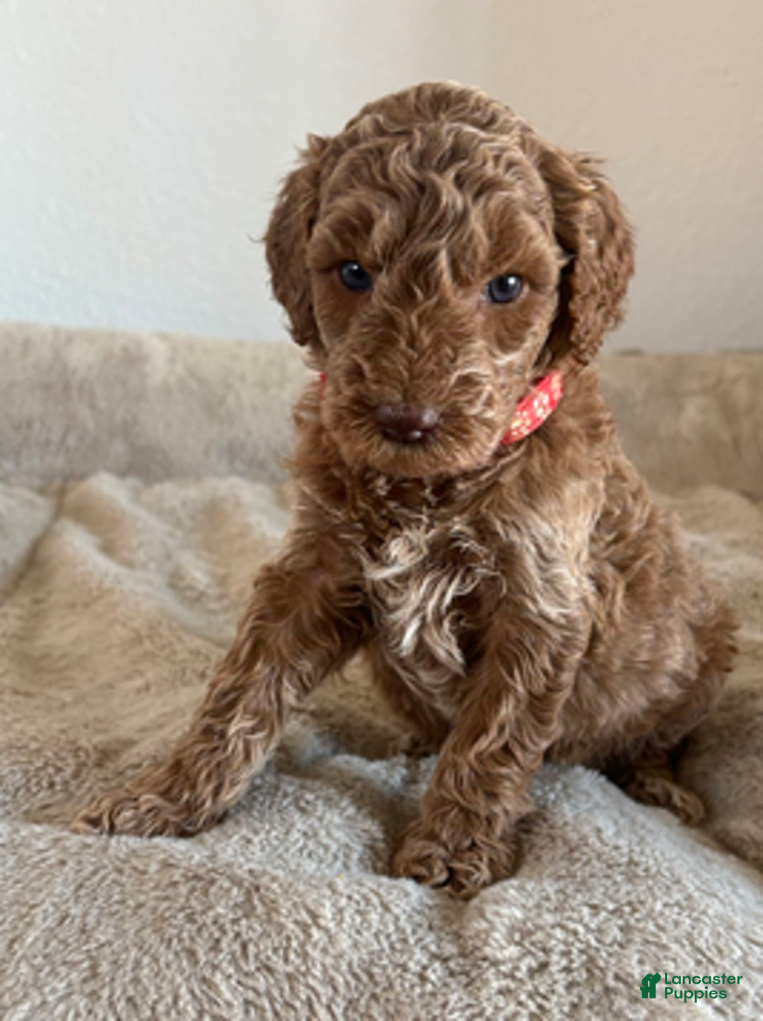 Mini Goldendoodle dogs for sale: Hazel - Ad 3