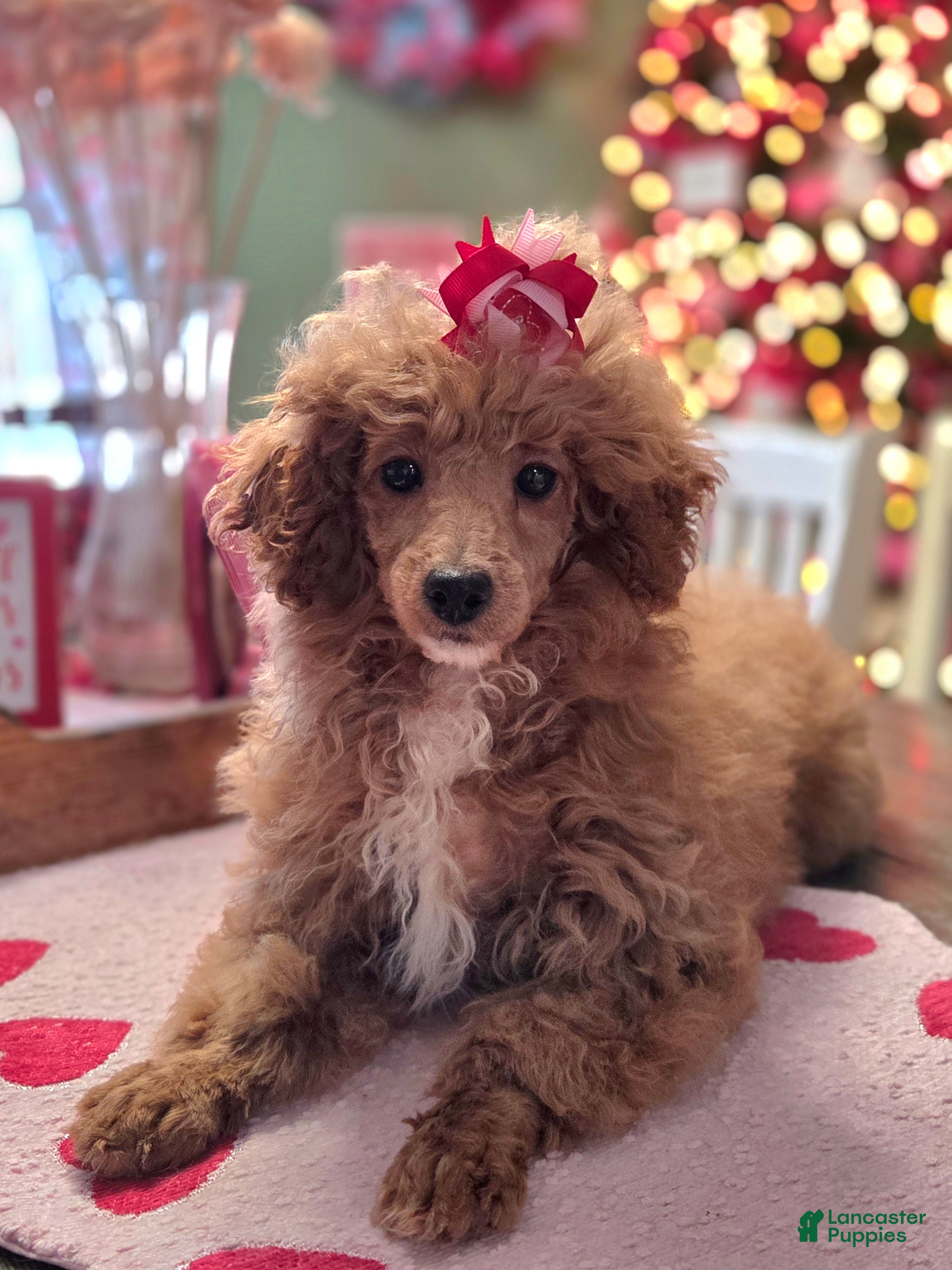 Toy Poodle dogs Ruby - Ad 2