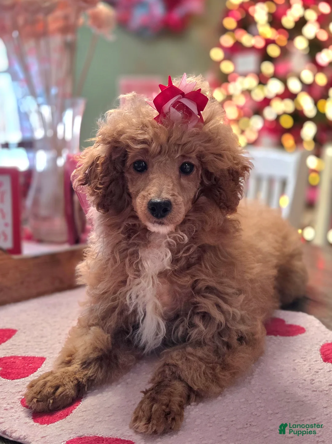 Toy Poodle dogs for sale: Ruby - Ad 2
