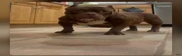 American Bully dogs for sale: Micro Bully Puppy  - Ad 2