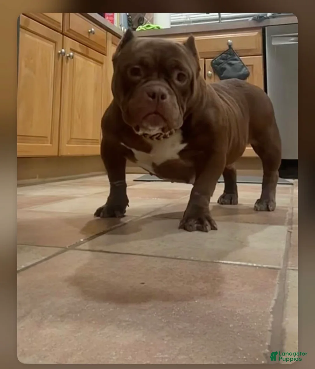 American Bully dogs for sale: Micro Bully Puppy  - Ad 2