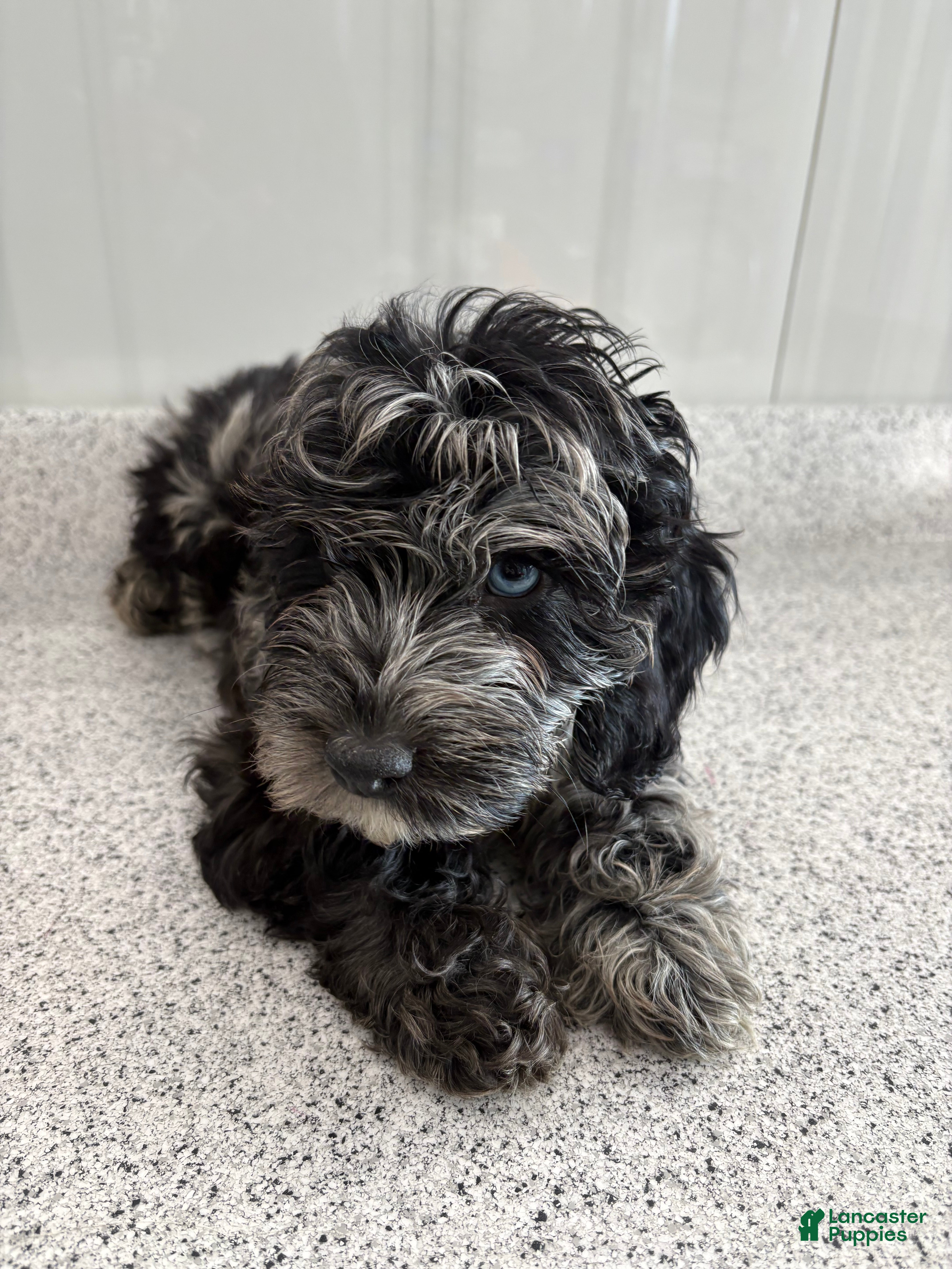 Miniature Poodle dogs for sale: Blue wave blue Merle  - Ad 2
